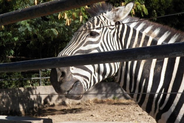 Zoológico de Buenos Aires